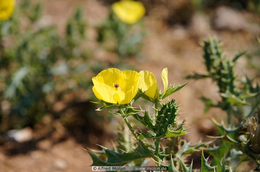 36 Yellow desert flowers