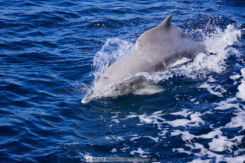 05 Dolphin