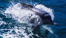 03 Dolphin
