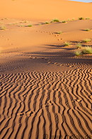 06 Vegetation on sand dunes