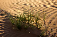 14 Plants on sand dune