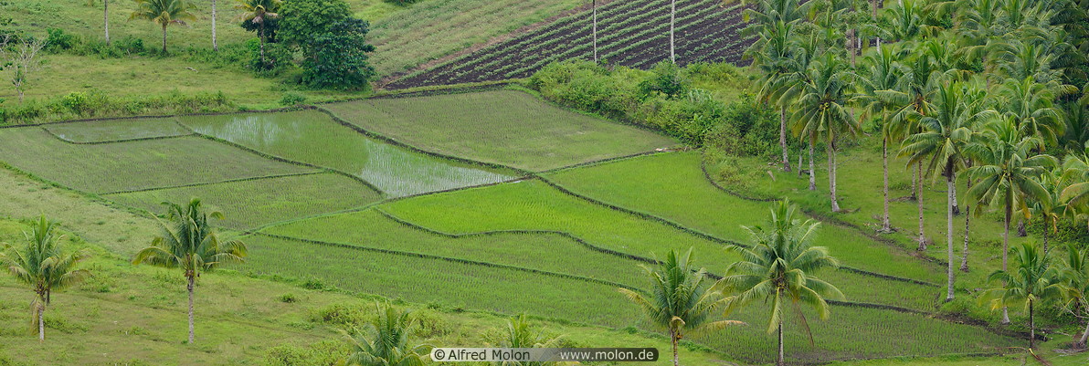 14 Rice paddies