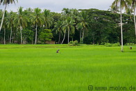 08 Rice paddy