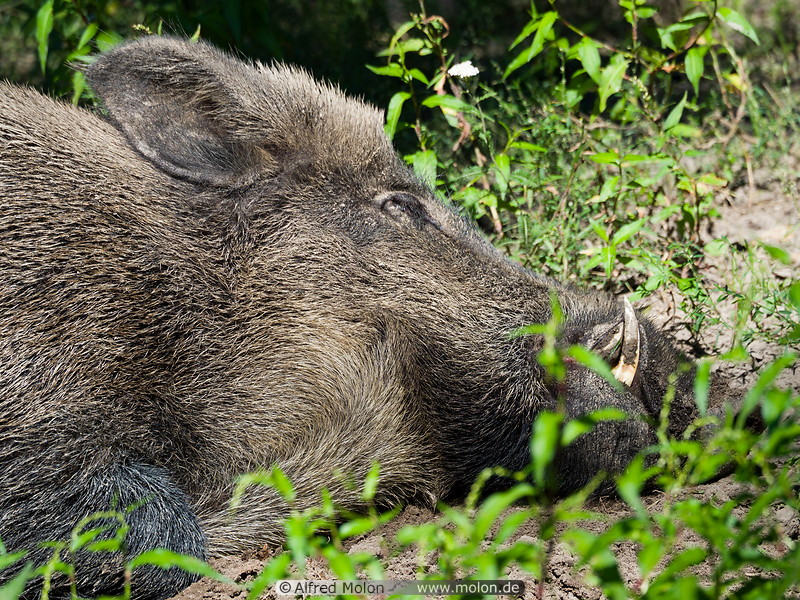 17 Sleeping wild boar