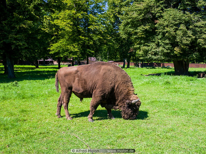 18 European bison