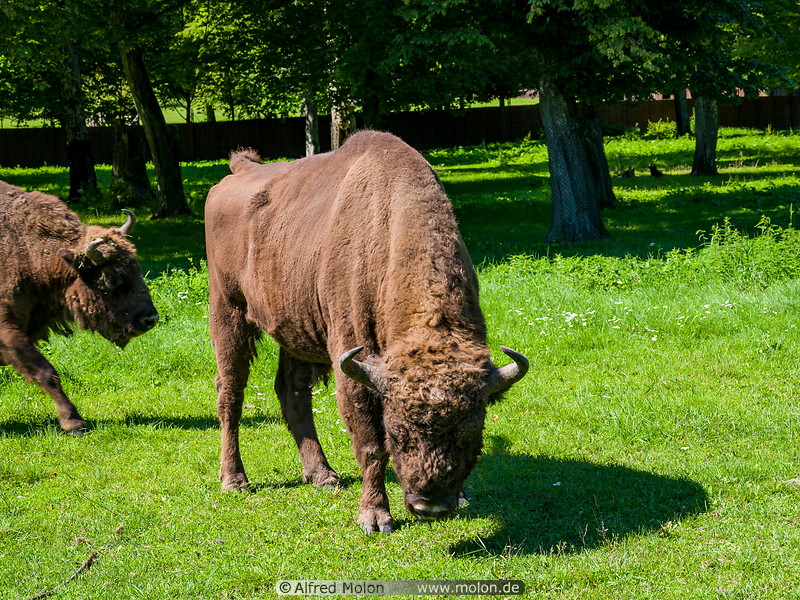 21 European bisons
