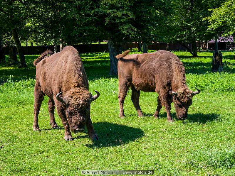 22 European bisons