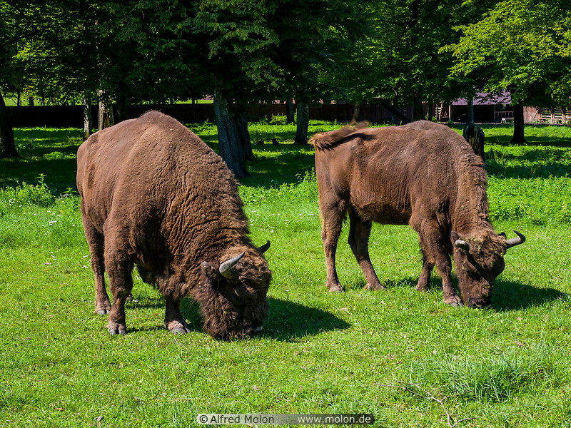 23 European bisons