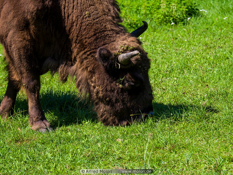 24 Grazing European bison