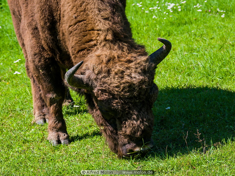 26 Grazing European bison