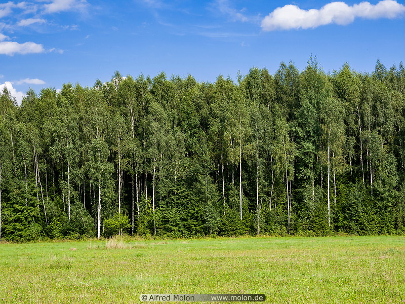 42 Bialowieza forest