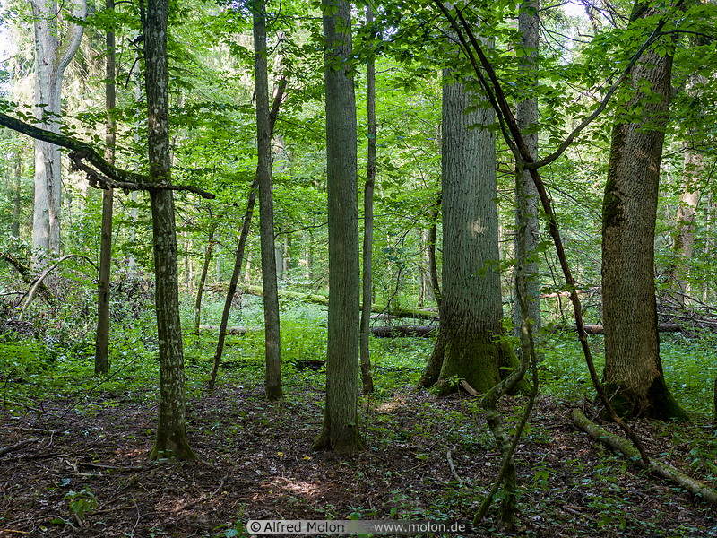 46 Bialowieza forest