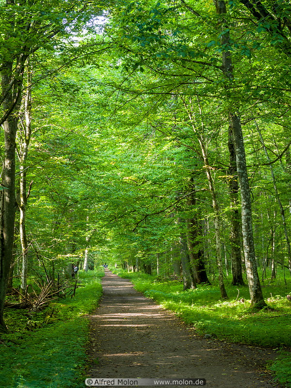 47 Trail in Bialowieza forest