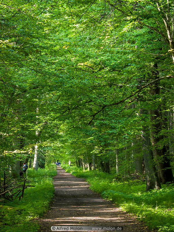 48 Trail in Bialowieza forest
