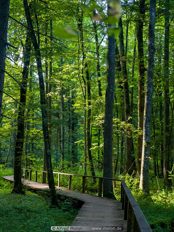 53 Plankway in in Bialowieza forest