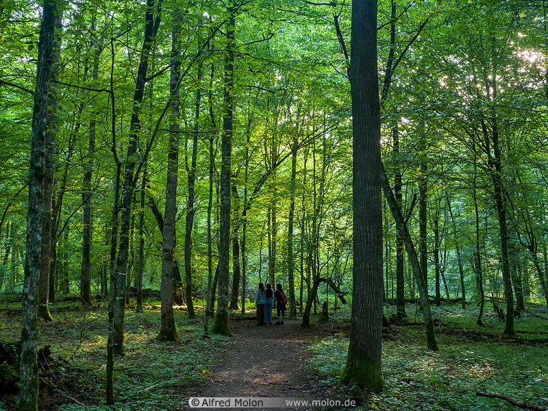 63 Trail in Bialowieza forest