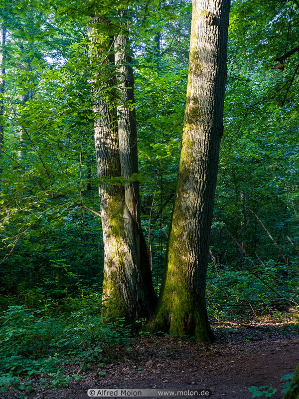 66 Bialowieza forest