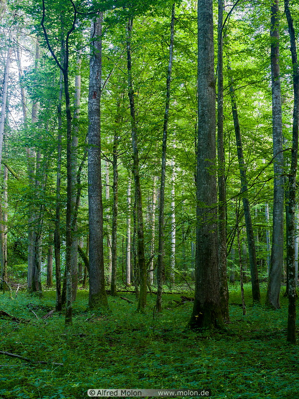 68 Bialowieza forest