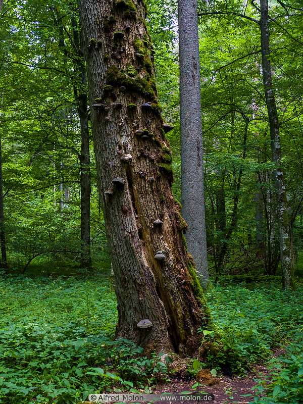 71 Bialowieza forest