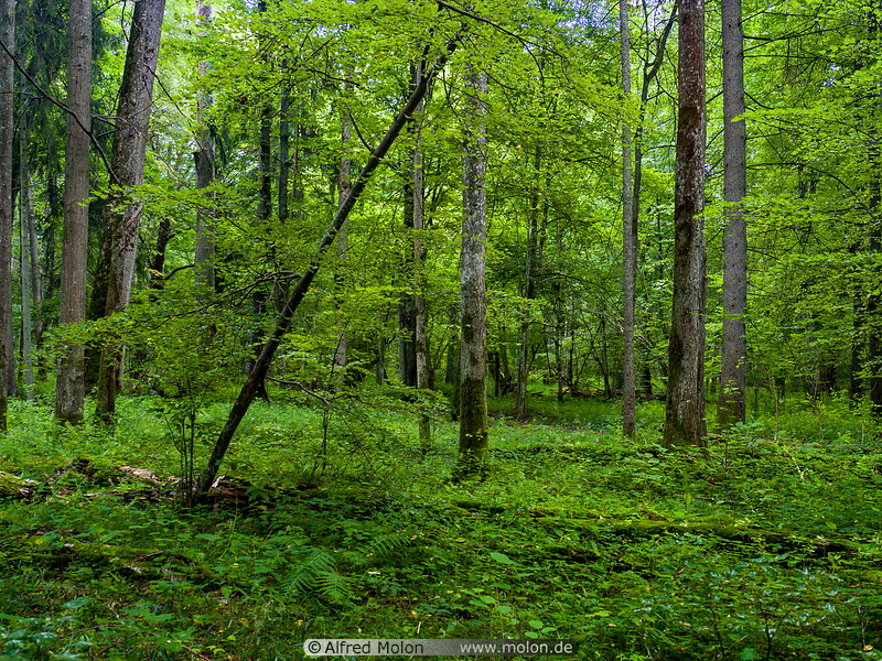 72 Bialowieza forest