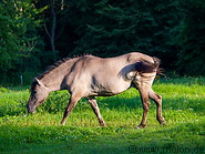 Bialowieza forest photo gallery  - 72 pictures of Bialowieza forest