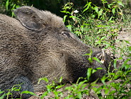 17 Sleeping wild boar