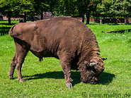 20 European bison
