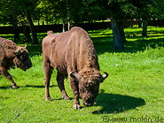 21 European bisons