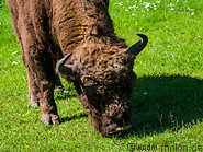 26 Grazing European bison