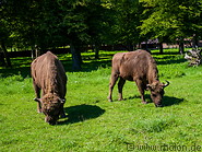27 European bisons