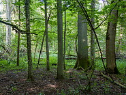 46 Bialowieza forest