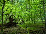 50 Bialowieza forest