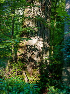 60 Bialowieza forest