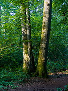 66 Bialowieza forest