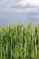 01 Wheat field