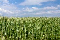 04 Wheat field