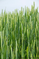 05 Wheat field