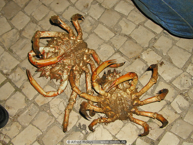 06 Crabs