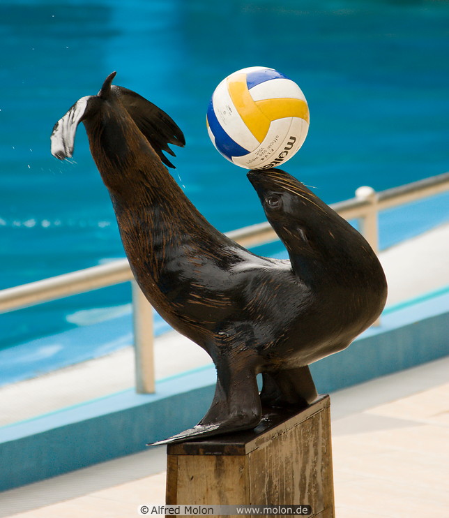 09%20Seal%20performing%20with%20ball.jpg