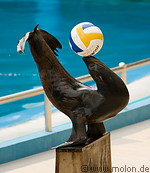 09 Seal performing with ball