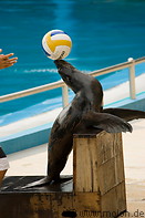 10 Seal performing with ball