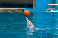 13 Dolphin performing with ball