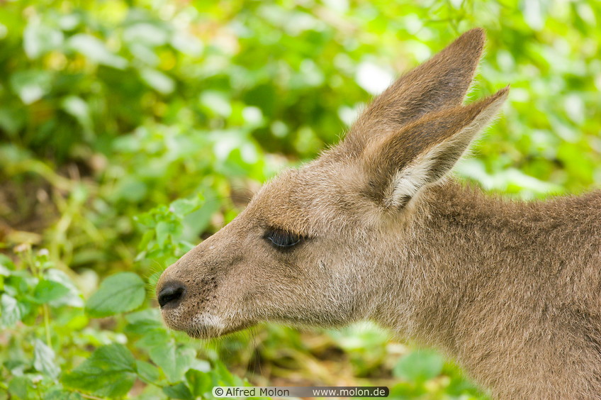 08 Kangaroo