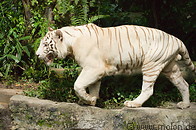 03 White tiger