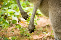 09 Kangaroo claws