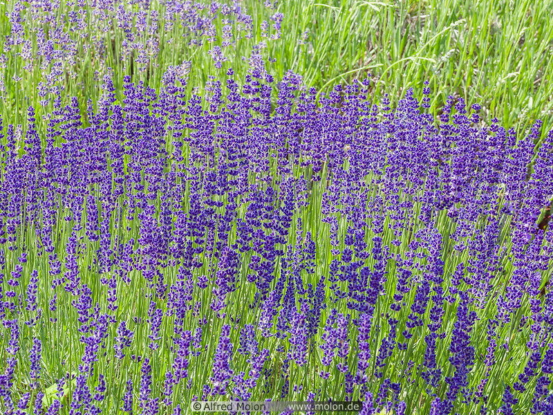 03 Lavender plants
