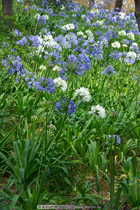 07 Blue and white flowers