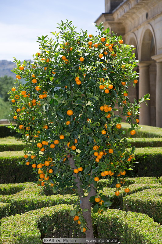 13 Tangerine tree