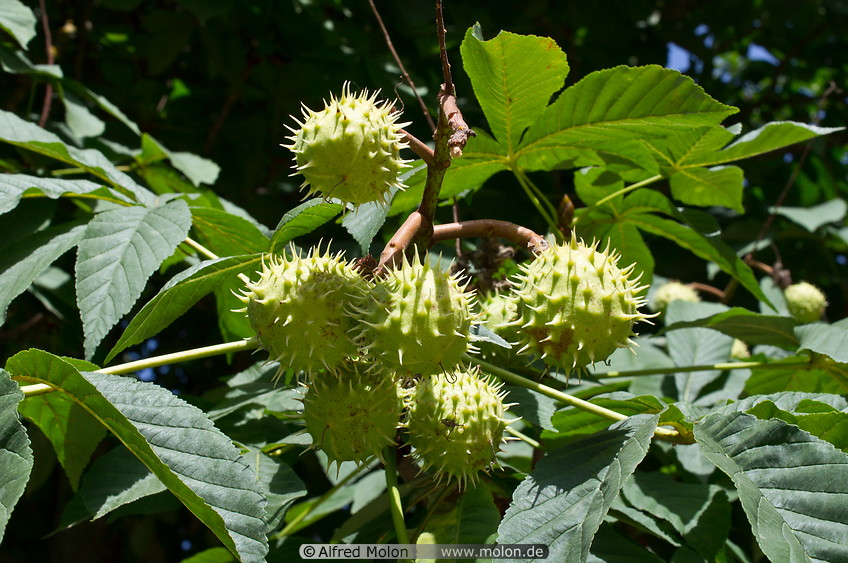02 Horse chestnuts