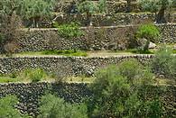 09 Terraced olive tree fields